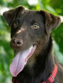 Luciano- neugieriger Terrier mit Herz... - Obertshausen