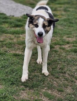 AUCH ältere große 🐕 brauchen ♥️ OZMO🙏 - München