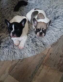 Französische Bulldoggen Welpen Suchen schönes zuhause - Berlin Treptow-Köpenick
