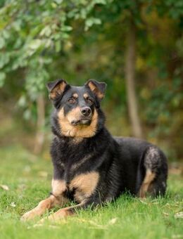 Grace❤️sucht Für-Immer-Zuhause - Rott (Inn)