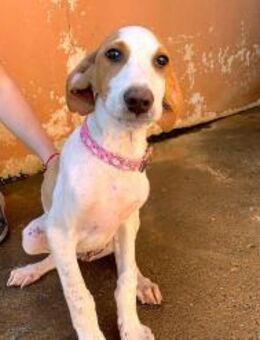 Tomás ein knuffiger Welpe - Lenningen