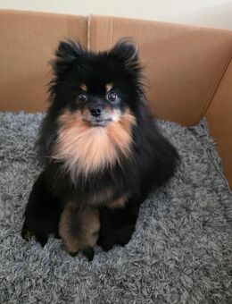 Zwergspitz Welpen Pomeranian Hündinnen - Bergfeld