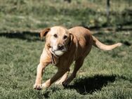 LEO sucht sein Glück - Krefeld