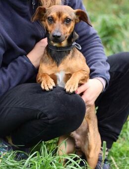 Riki- 1 Jahr jung - Hochheim (Main)