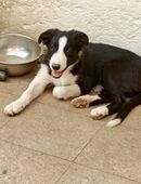 Border Collie junge in 94269