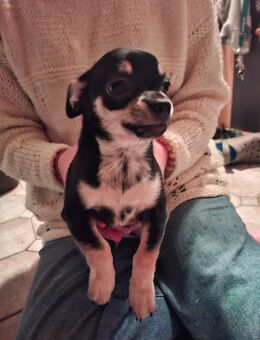 Süßer Chihuahua Welpen sucht ein schönes Zuhause - Rostock