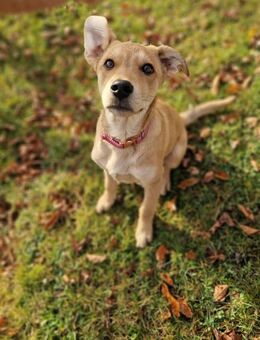 Abenteurer Mogli sucht sein Zuhause - Großefehn