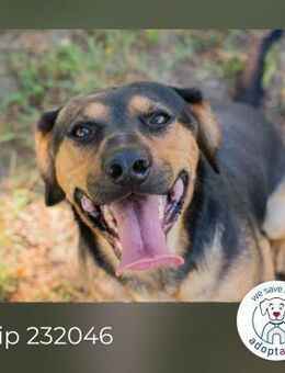 Chip 232046: Sucht ein Zuhause - Kirchzell