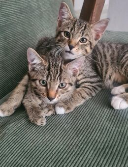 Süße Katzenbabys abzugeben – 12 Wochen alt - Göppingen