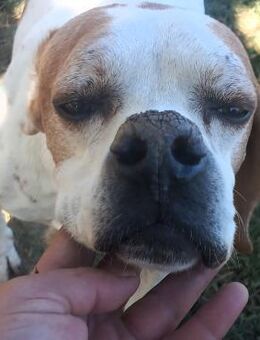 Odysseus - treuer Begleiter fürs Leben - Krefeld