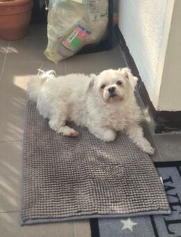 *Teddy sucht ein liebevolles Zuhause* - Lippstadt