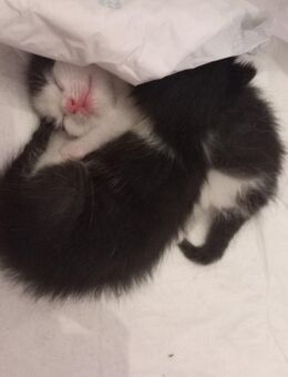 Baby katzen - Osterhofen