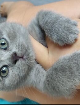 Kitten abgabebereit - Herbolzheim