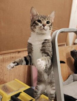 Cassius sucht Kuschelpartner/in - Augsburg