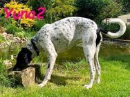 Yuna2 menschenbezogene Junghündin 05/24 - Ruppertsecken
