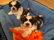 ShihTzu Welpen abzugeben - Bruchsal