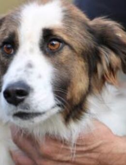 Tamas - unkomplizierter Jungrüde - Lohra