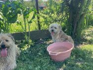 💖Zauberhafte Brenda sucht dich💖 - Eislingen (Fils)