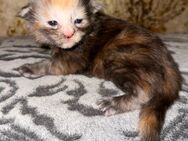 Maine Coon kitten. Show/Breed/Pet - Friedberg