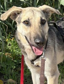 Javi sucht seine Menschen! - Althütte