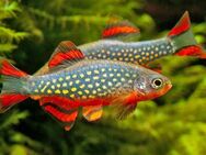 Perlhuhnbärbling (Danio marginatus) - Rösrath