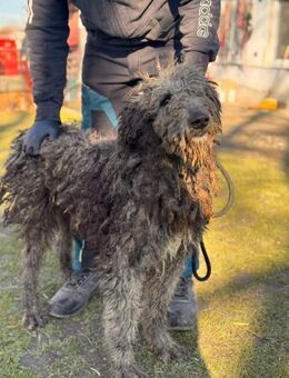Mikas ein Schatz auf vier Pfoten - Berlin