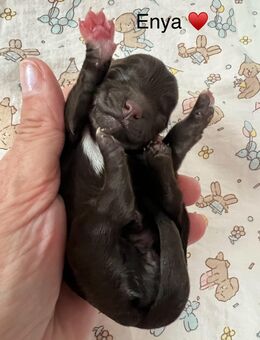 Bolonka Zwetna Welpen am 26.10.2025 auf die Welt gekommen - Köthen (Anhalt)