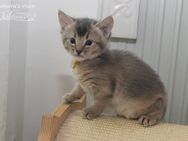 Vicco – ein kleiner Abessinier Variant/ Kurzhaar Somali Kater sucht neuen „Wirkungskreis“ - Marktrodach
