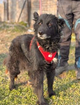 Freni sucht ein liebevolles Zuhause - Berlin