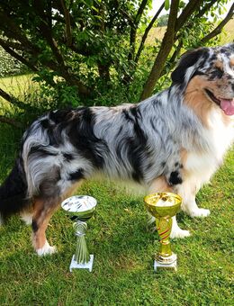 Australian Shepherd Deckrüde - Rutsweiler (Lauter)