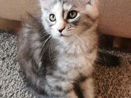 2 zuckersüße Maine Coon Kitten !! ABGABEBEREIT.!! - Dingolfing