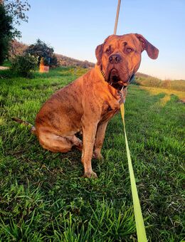 ***Verschmuster Buddy sucht ein neues Zuhause**** - Petersberg (Sachsen-Anhalt)