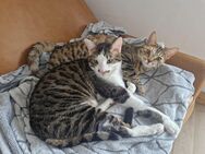 BHK/BEN kleine Katzen zu Verkaufen - Heidelberg