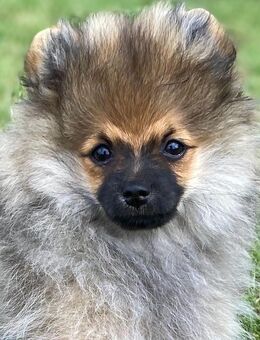 Zwergspitz Pomeranian Welpe Hündin mit Ahnentafel - Haltern (See)