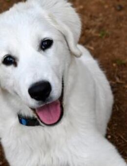 Möchten Sie Dony bei sich aufnehmen? - Neuss