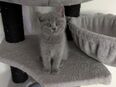 Britische kurze Haare kitten suchen eine liebevolle zu Hause in 44141
