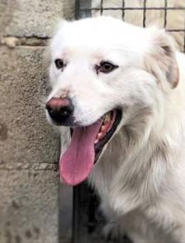 PIRO - ein absoluter Schatz - Regensburg