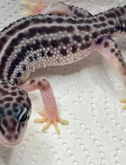 Leopardgecko Weibchen Super Mack Snow - Dortmund