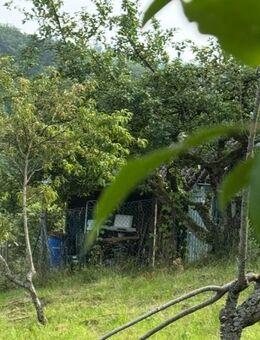 ca 2.000 m2 Wiesengrundstück mit Hütte & 35 Obstbäume 250 Monat Ottenau Sauberg - Gaggenau