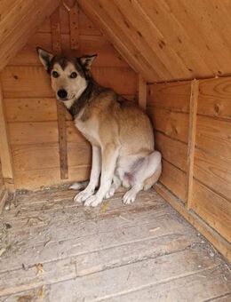 Aaron - scheuer Huskymix - Dreikirchen