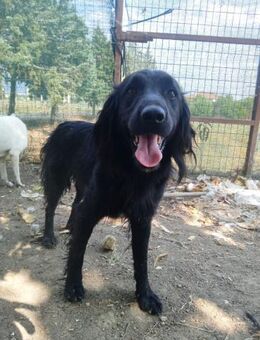 POLLUX - lustiger Wirbelwind sucht Heim - Aerzen