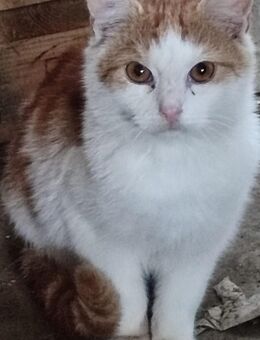 Süßes Kätzchen - Hohenmölsen