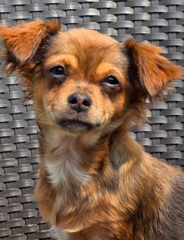 Reinrassige Langhaar - Chihuahua Welpen - Hündin abzugeben - Schmitten