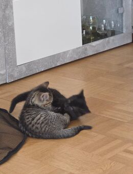 Katzen kinder - Braunschweig