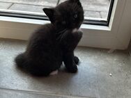 Süßes BKH Kitten (Kater) sucht ein tolles Zuhause - Ochtendung