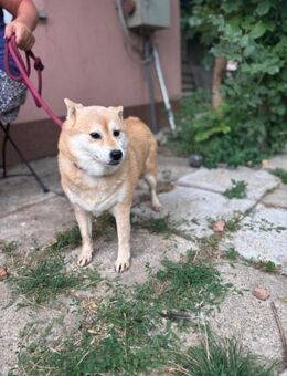 Vöröske PP Shiba-Dame sucht - Neustadt (Rübenberge)