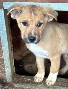 MAC LEOD ~ in schöner goldener Fellfarbe - Duisburg