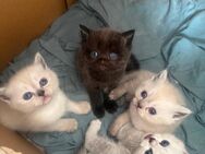 BKH Kitten reinrassig selten - Langenfeld (Rheinland)