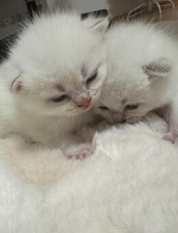 Bkh britisch kurzhaar Zuckersüße Kitten - Ahaus