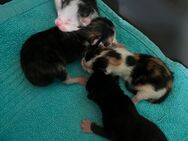 Kitten - Ostrhauderfehn
